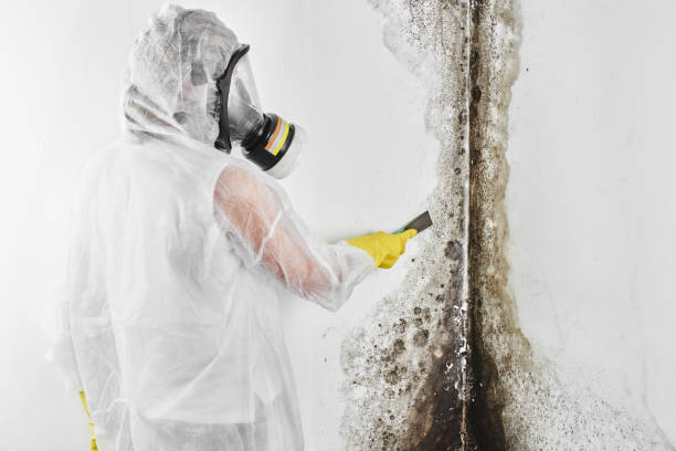 Mold Removal and Inspection in Springfield, IL