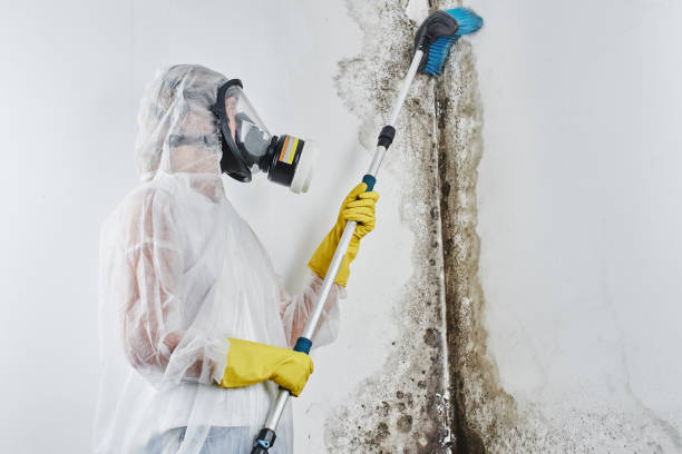 Best Emergency Mold Removal  in Springfield, IL
