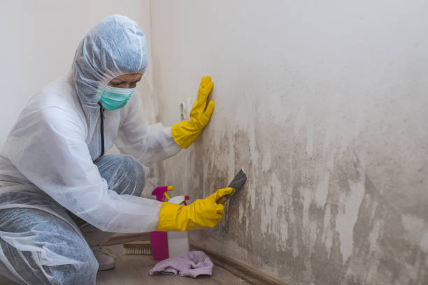 Best Certified Mold Removal  in Springfield, IL