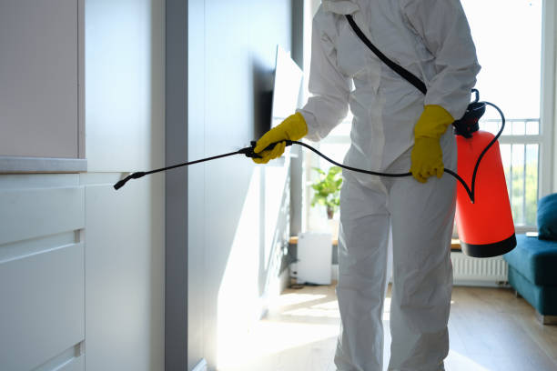 Best Mold Damage Repair  in Springfield, IL