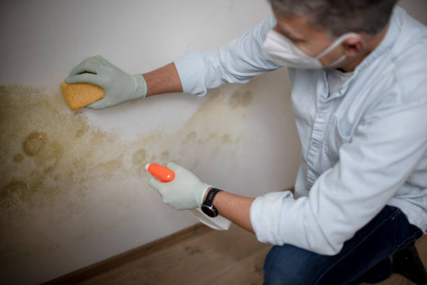 Best Mold Removal Company Near Me  in Springfield, IL