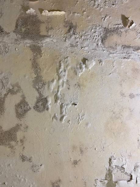 Best Mold Removal and Inspection  in Springfield, IL