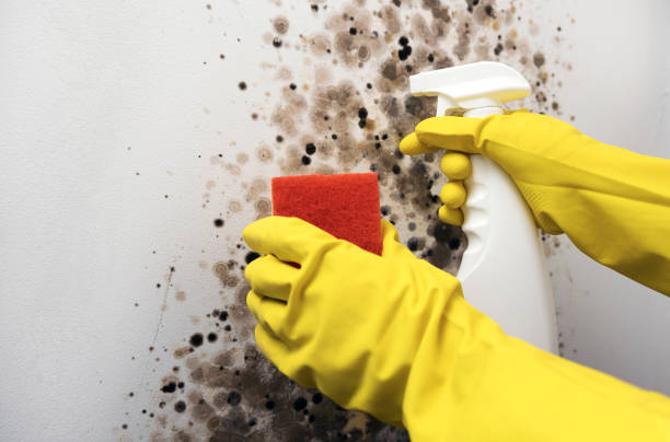 Best Black Mold Removal  in Springfield, IL
