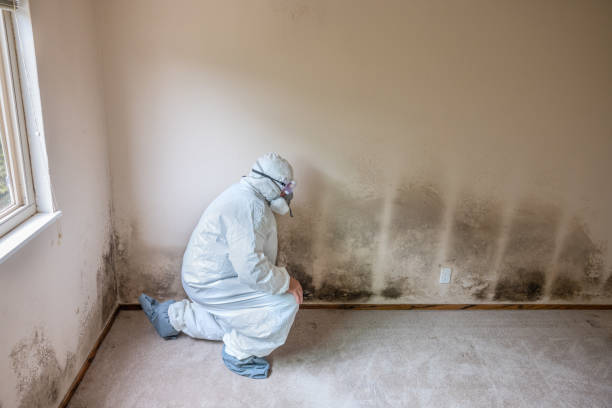 Best Attic Mold Removal  in Springfield, IL