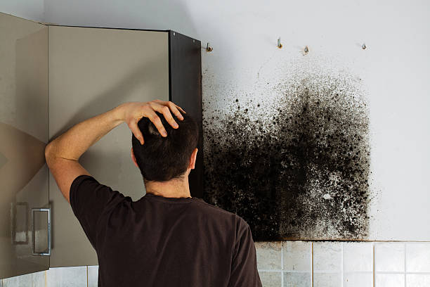 Best Toxic Mold Removal  in Springfield, IL