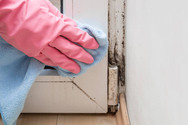 Best Affordable Mold Removal  in Springfield, IL